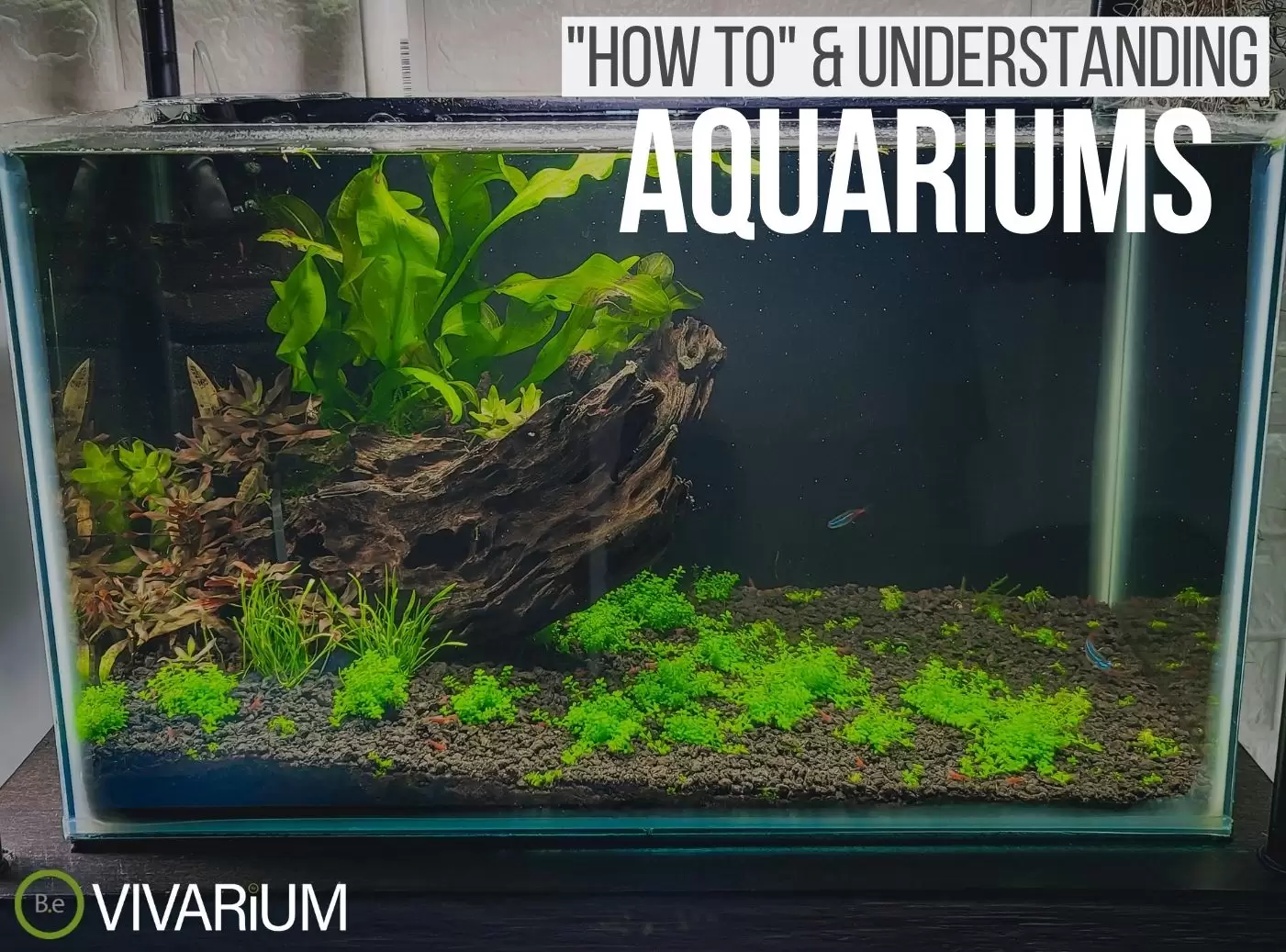 Aquarium: Complete Care Guide & How To Build