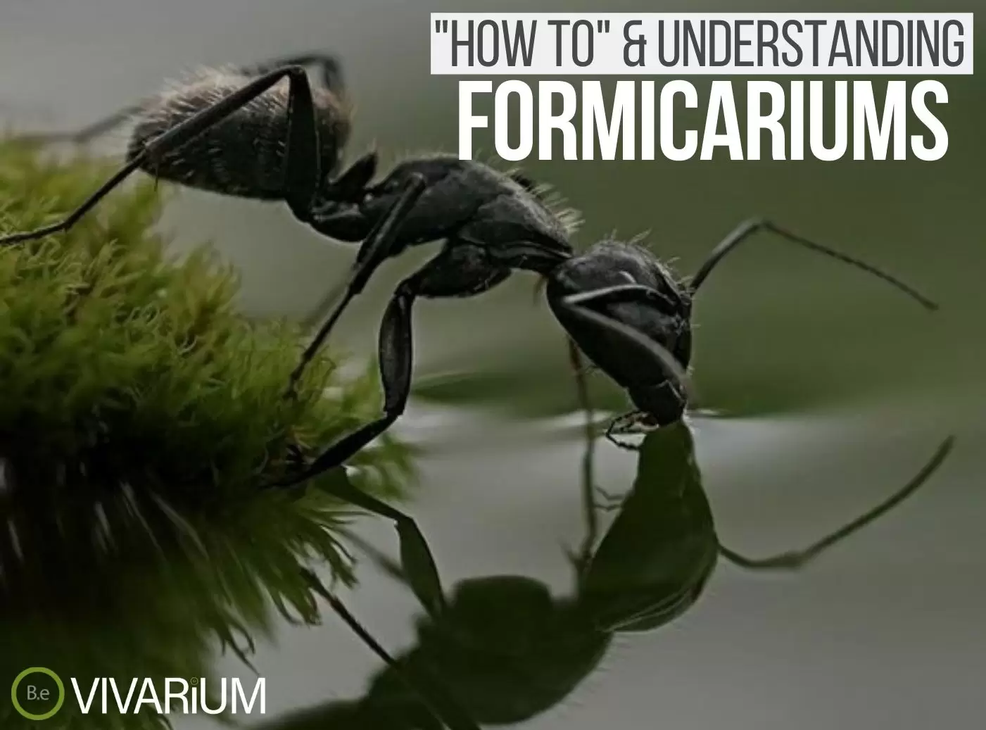 Formicariums "how to" & care guide tips