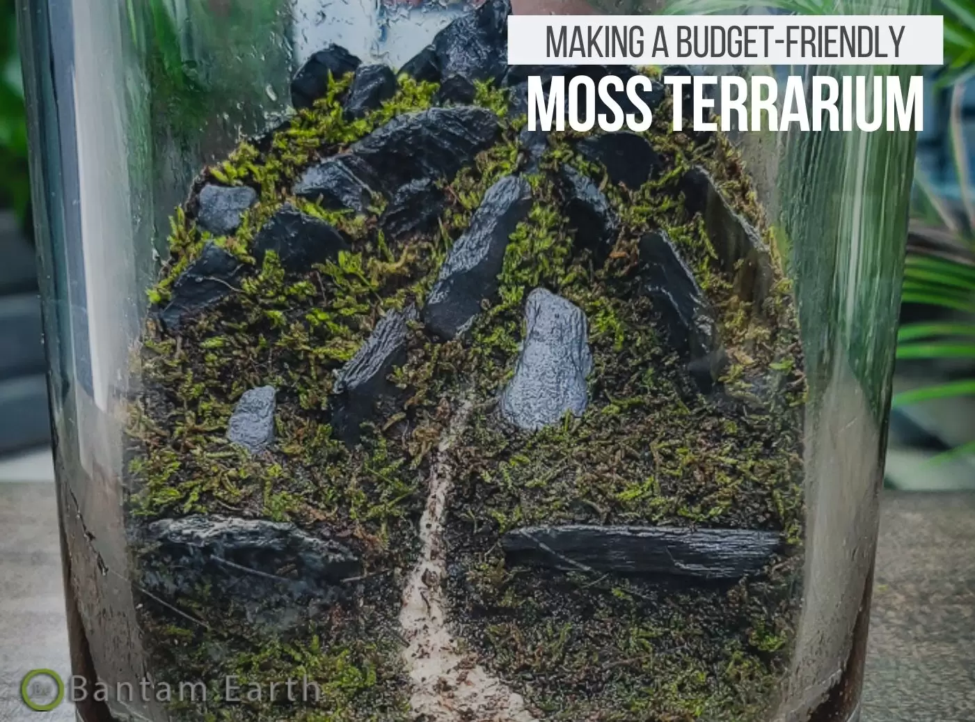 How to make a moss terrarium