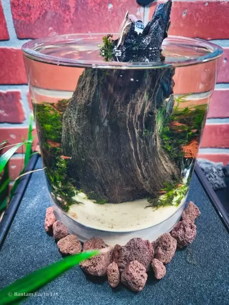 Low-Tech DIY Mini Aquascape / Aquatic Mossarium