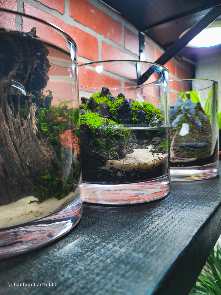 LowTech DIY Mini Aquascape / Aquatic Mossarium Bantam.Earth