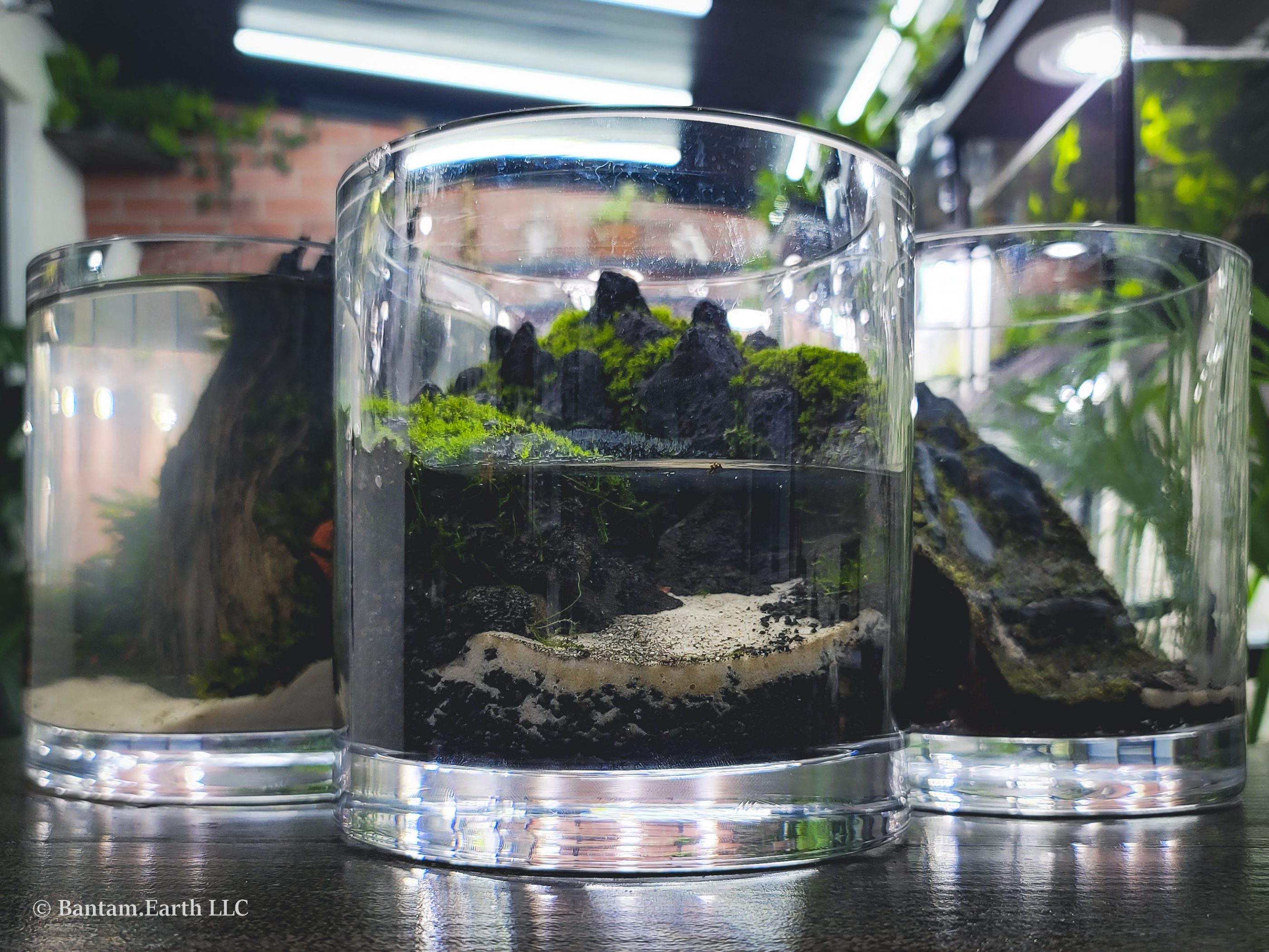 DIY Mini Paludarium Using Sidewalk Moss, A Few Rocks & A Little Soil
