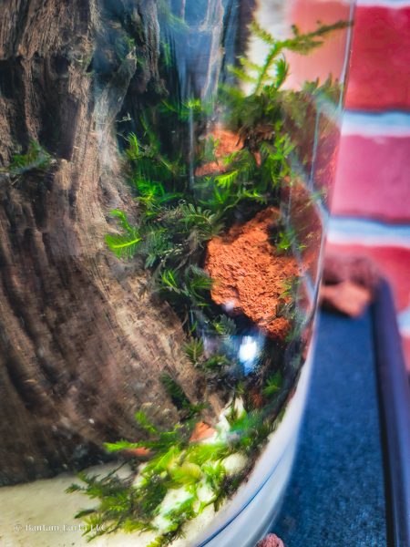 mini aquascape with moss