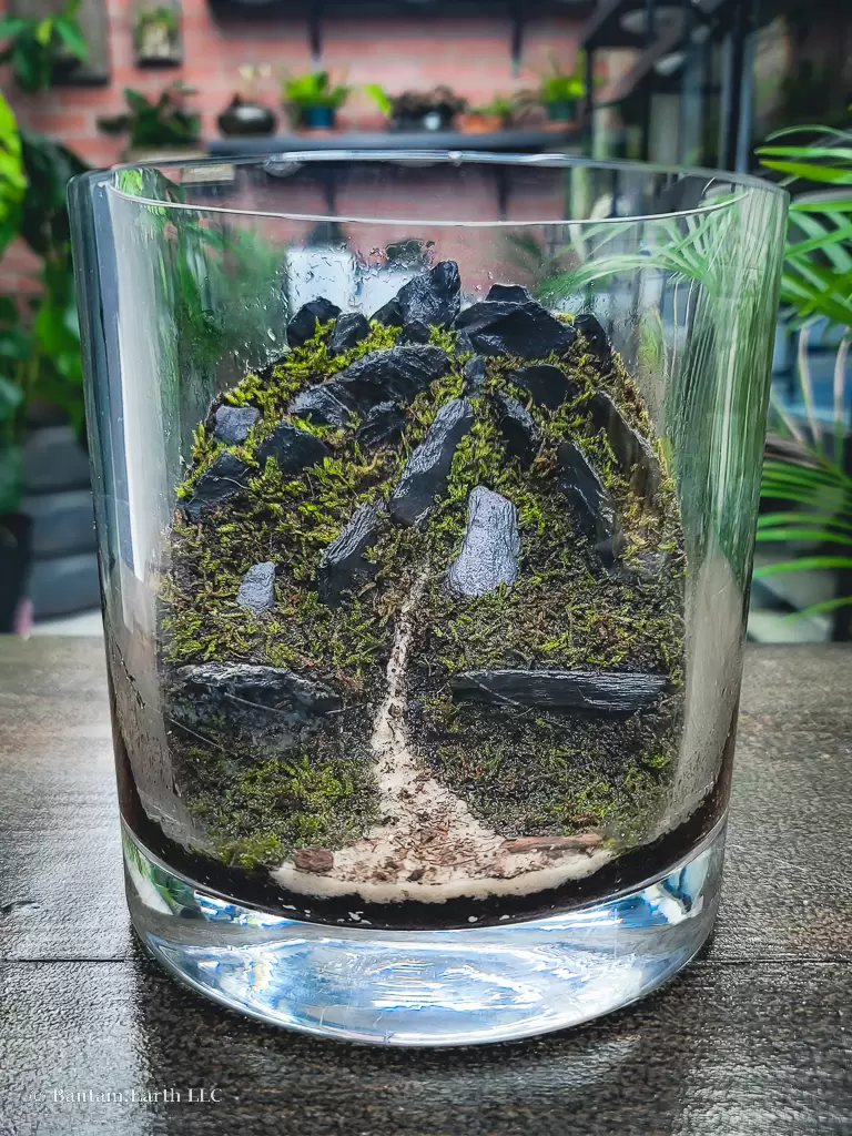 Large DIY Terrarium Starter Kit with Optional 4 Plants and Moss