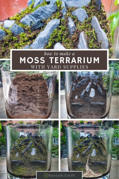 Moss terrarium step by step guide