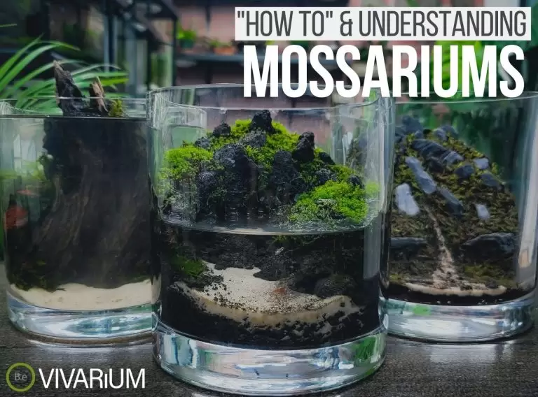 Mossarium AKA Moss Terrarium "How-To" & Care Guide