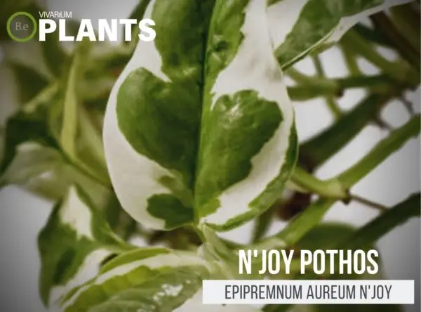 Epipremnum aureum N'Joy Pothos | The Plant Care Guide