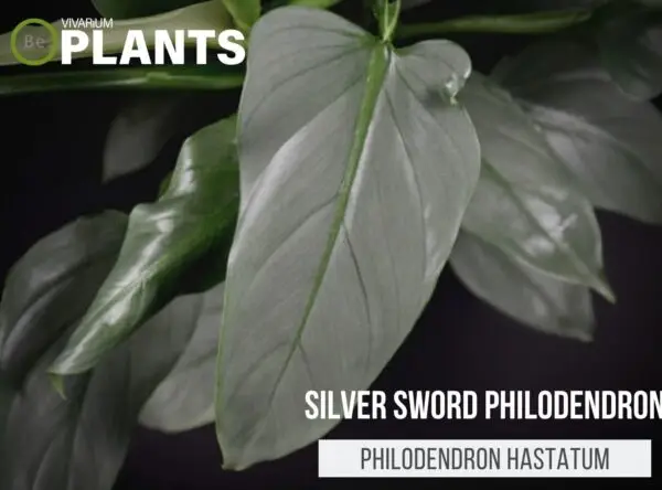 The Silver Sword Philodendron hastatum | Plant Care Guide