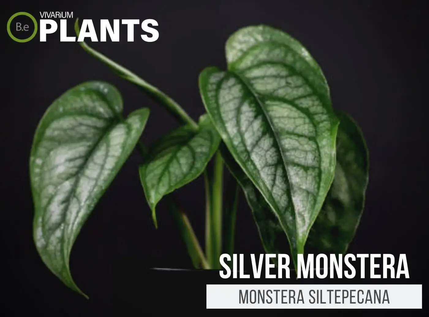 Silver Monstera siltepecana | The Plant Care Guide