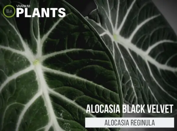 Alocasia reginula "Alocasia Black Velvet" | Plant Care Guide