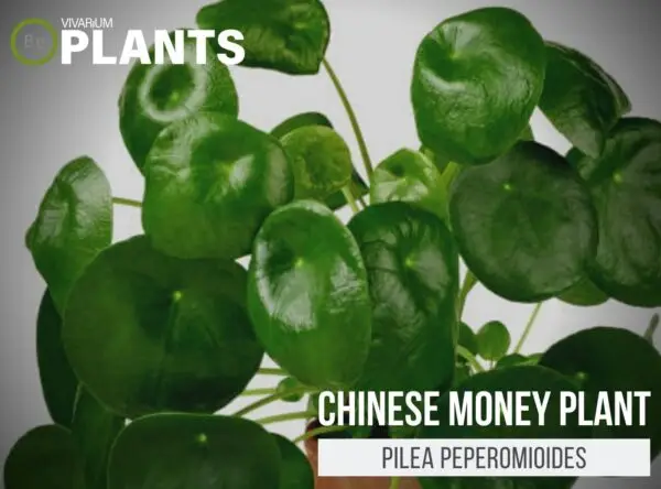 Pilea peperomioides "Chinese Money Plant" | The Care Guide