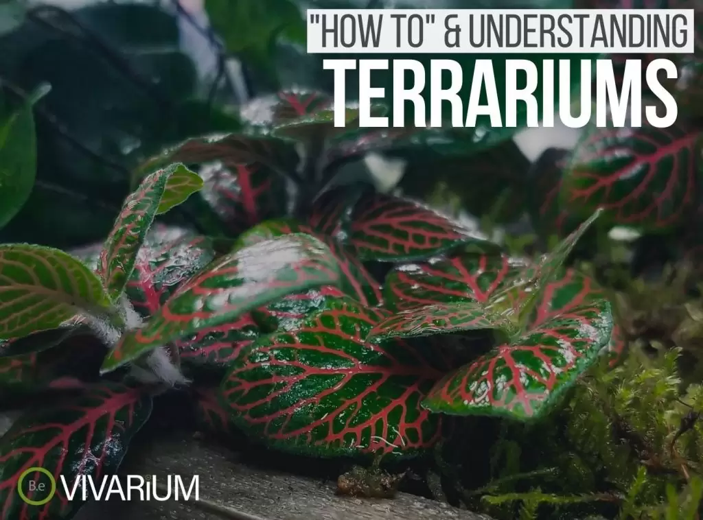 Terrariums Complete Guide