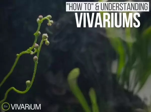 Vivariums "how to" & care guide tips