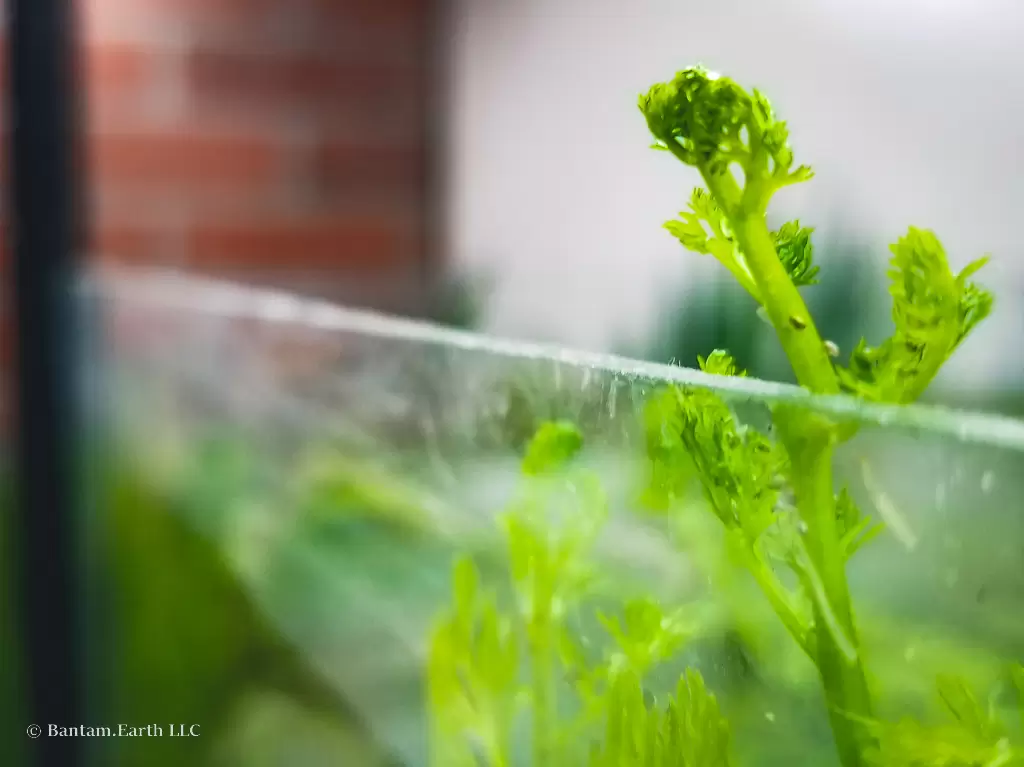 Water Sprite | Aquatic Plants For A Riparium