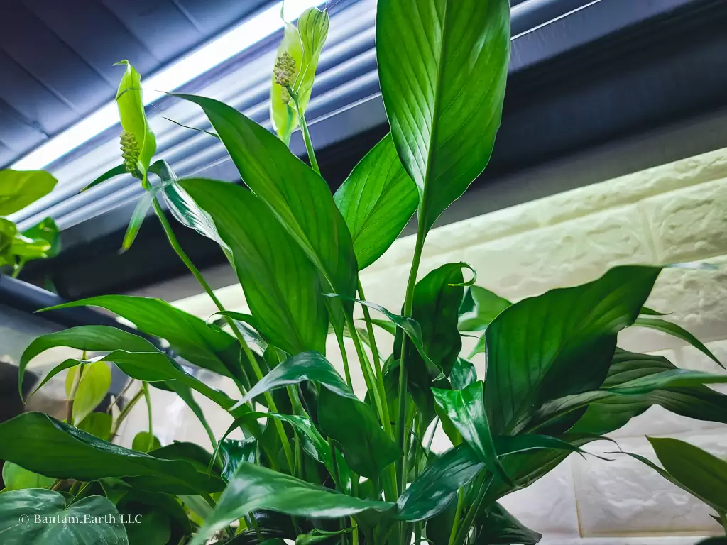 Peace Lilly | Common Houseplants A For Riparium