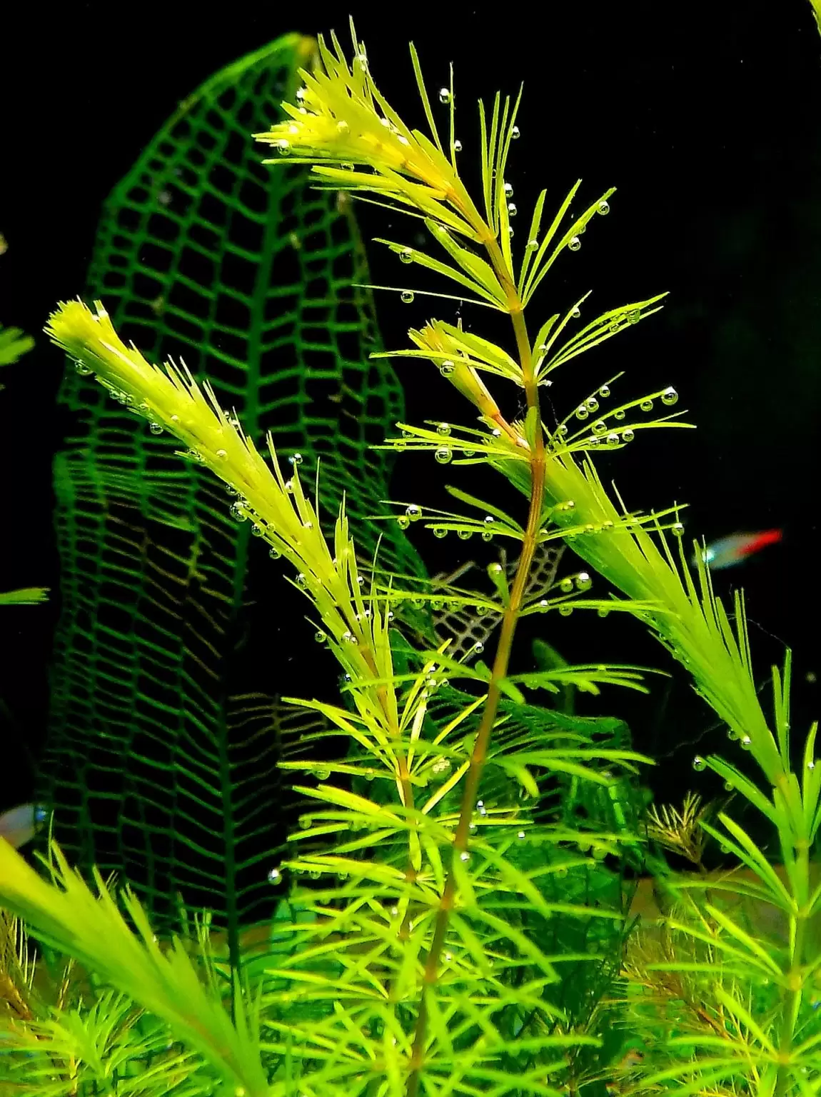 +150 Freshwater Aquarium Plants | Placement & Pictures