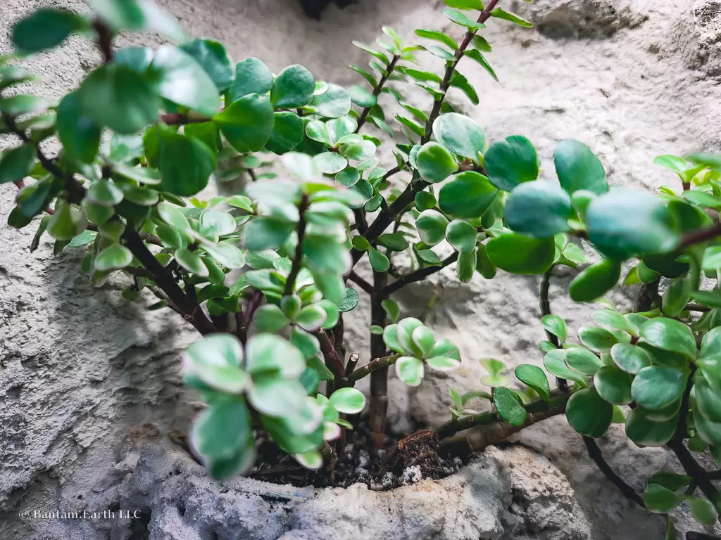 Desert Terrarium Plant