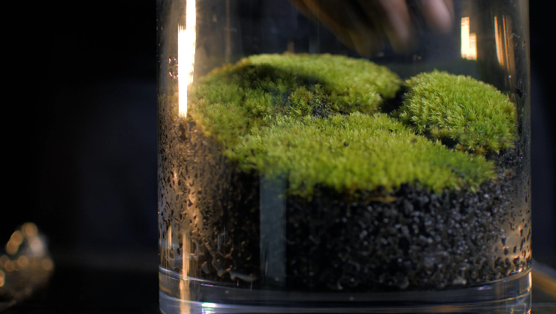 Making A Moss Terrrarium