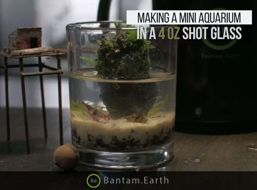 Make A Mini Shot Glass Aquarium