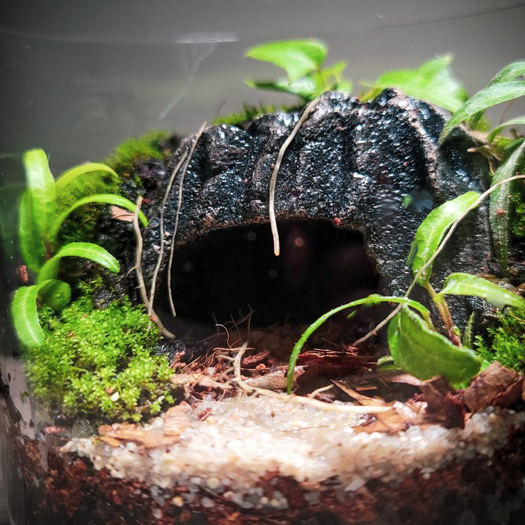 Cave Terrarium Care