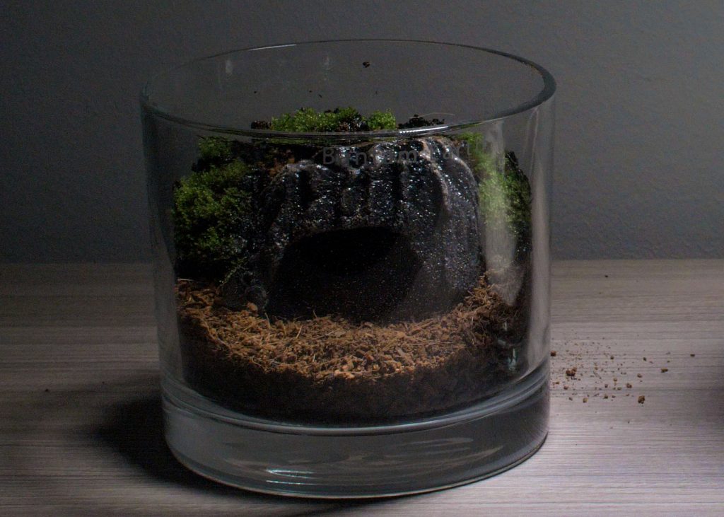 Best Plants For Cave Terrariums