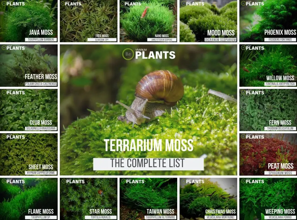 Complete List Of Terrarium Moss & Care Guide Tips | bantam.earth