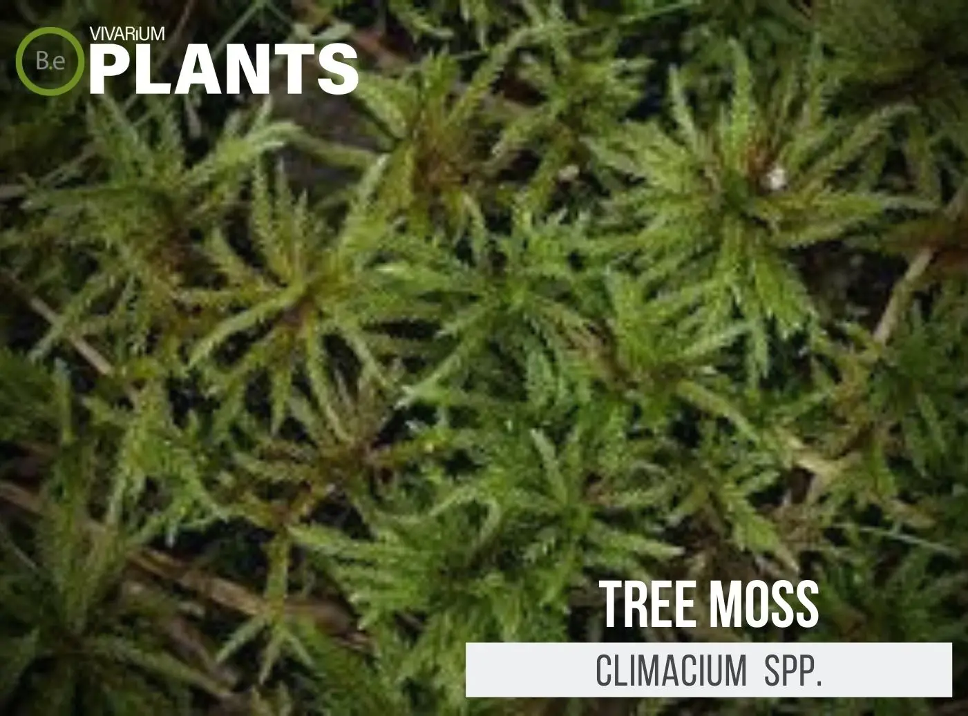 Climacium Dendroides "Tree Moss" Care Guide | Vivarium Plants