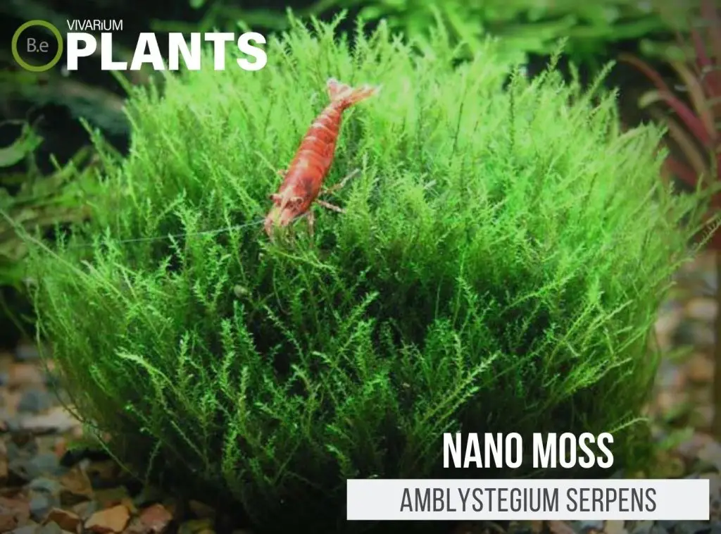 Nano Moss (Amblystegium Serpens) Care Guide
