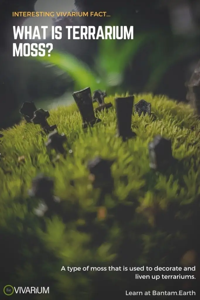 19+ Live Vivarium Moss Types