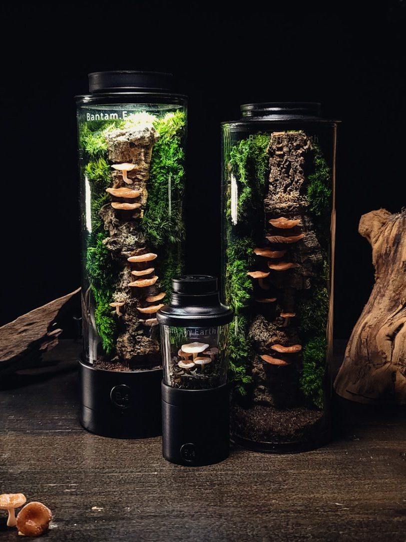 Terrarium Lighting: The Most Complete Guide