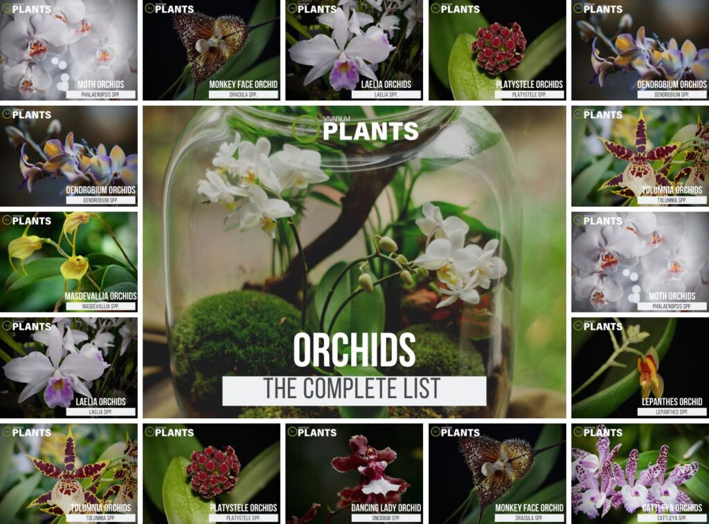 Terrarium Plants | A Complete List & Guide To Miniature Flora