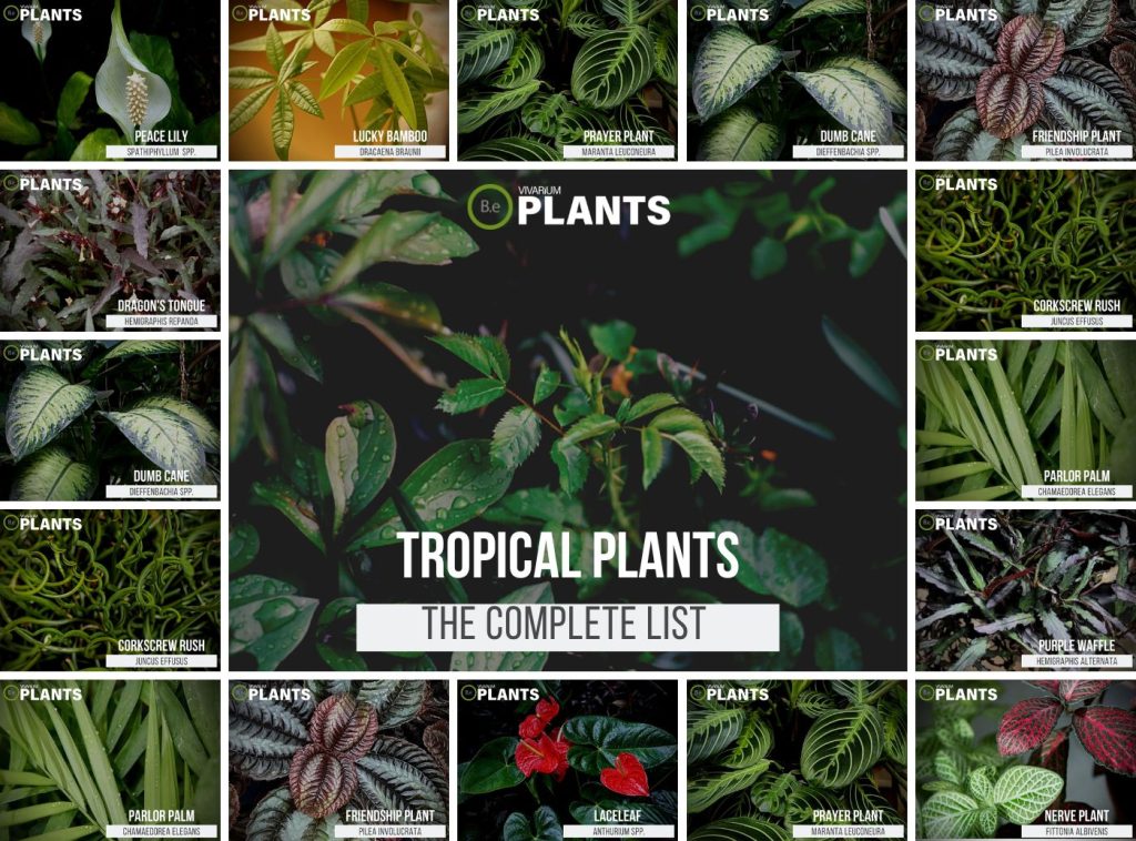 11+ Truly Tropical Terrarium Plants Placement & Pictures