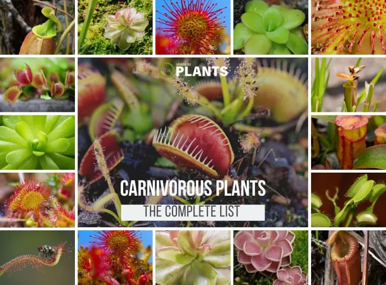 Feast Your Eyes on These Carnivorous Terrarium Plants