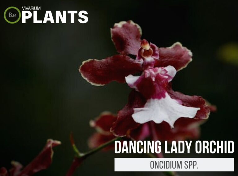 Oncidium Spp. "Dancing Lady Orchid" Plant Care Guide