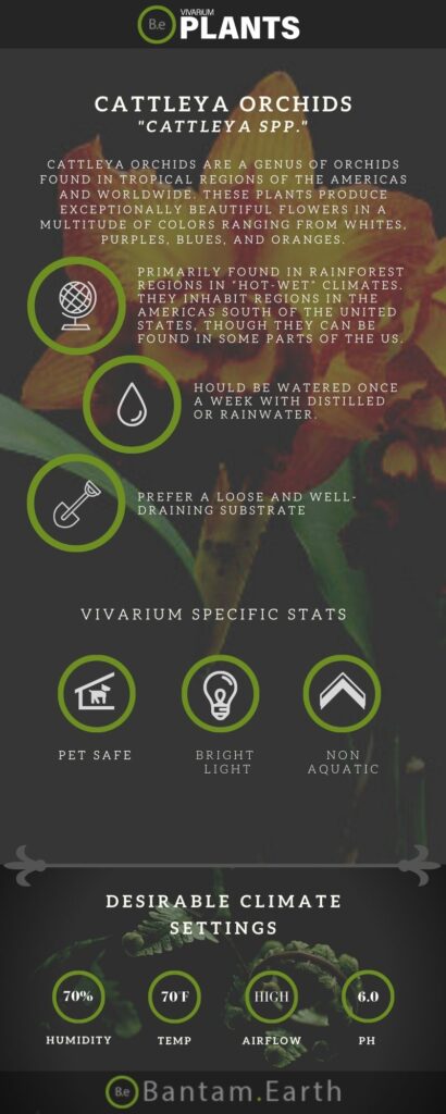 Cattleya Orchids "Cattleya Spp." Plant Care Guide 