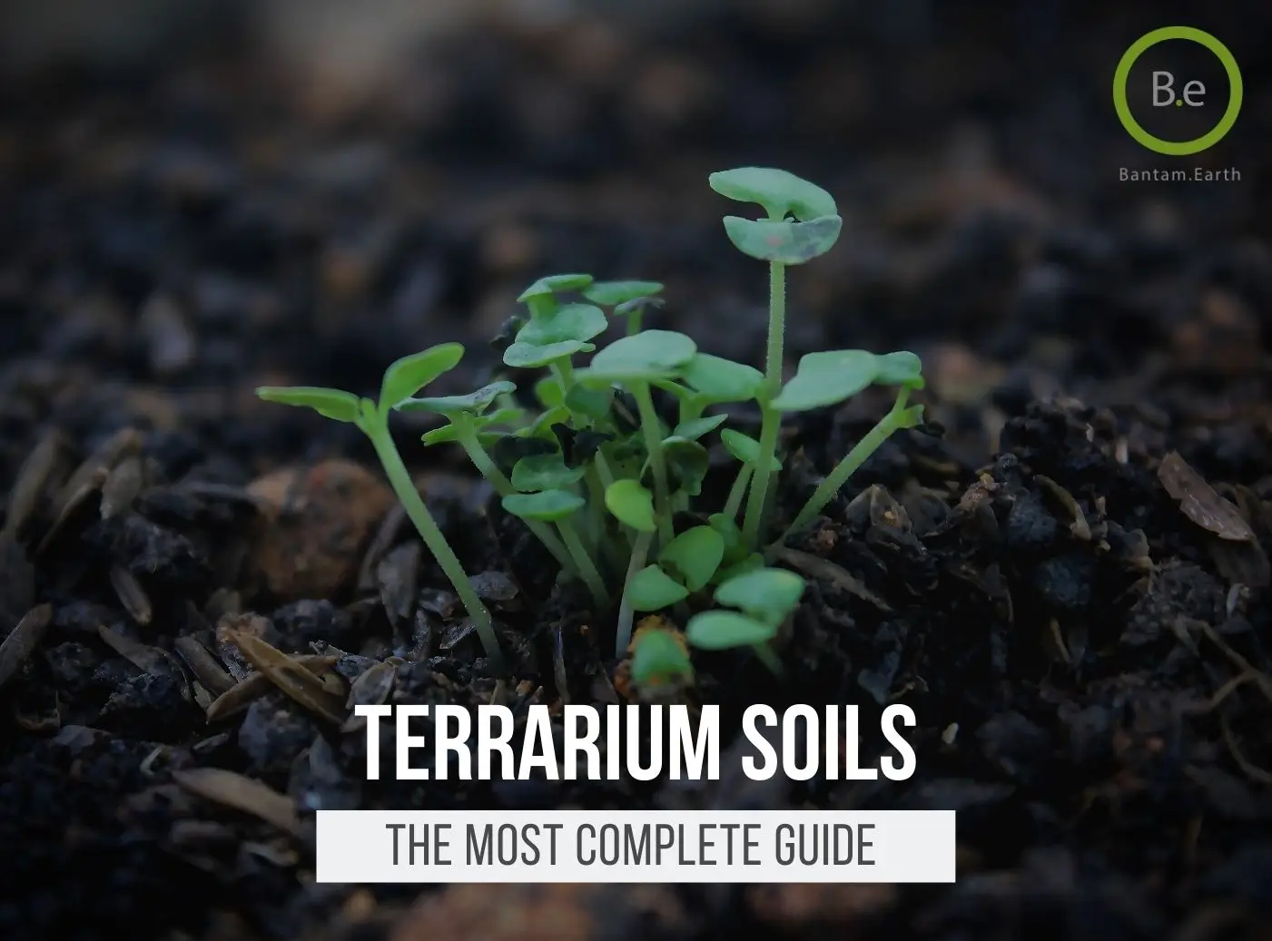 Terrarium Soil: The Most Complete Guide | Bantam.Earth