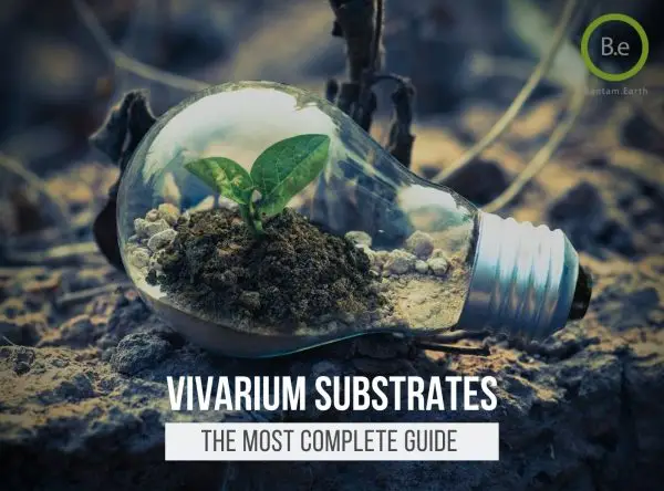 Explore Various Types Of Vivarium Substrates | Bantam.Earth