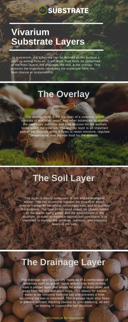 A Complete Guide To Pumice Soil Soil Pellets For Terrariums