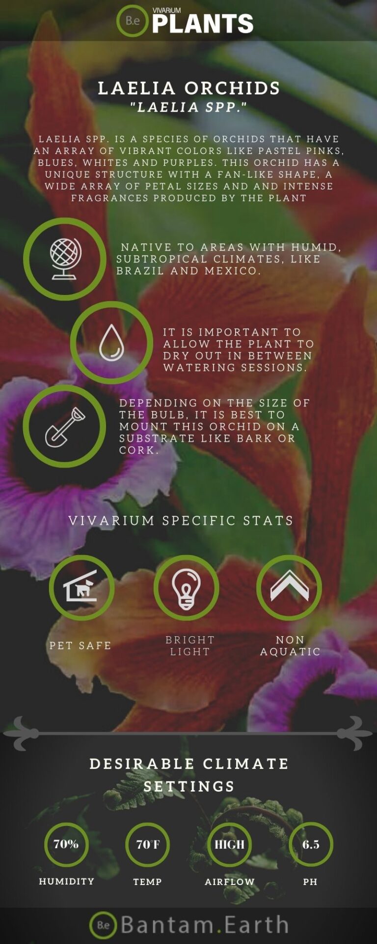 Laelia Spp. "Laelia Orchids" Plant Care Guide