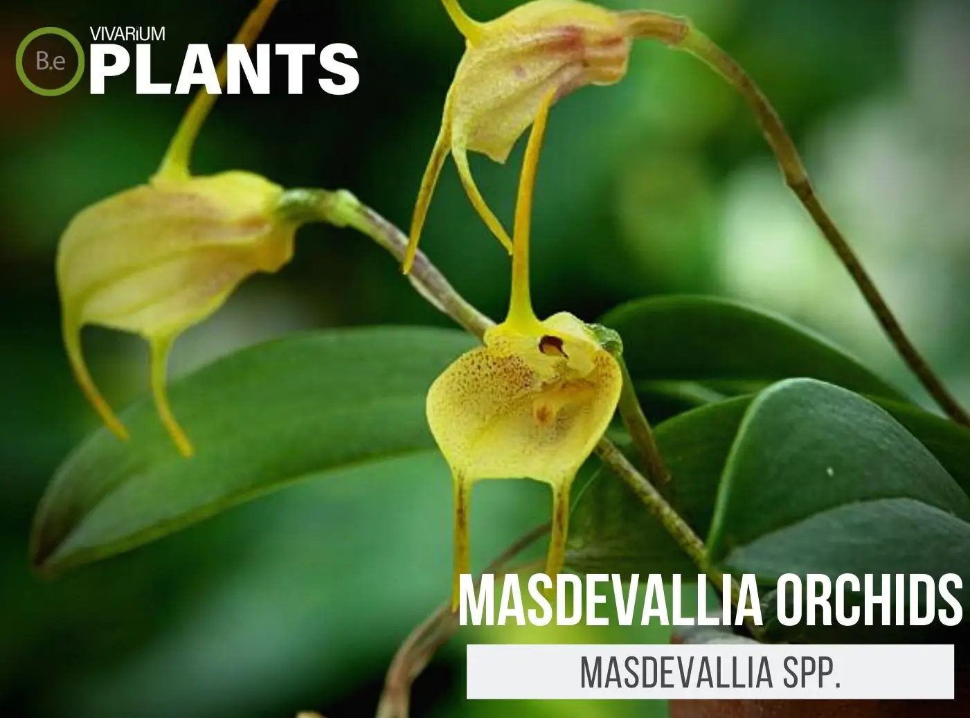 Masdevallia Spp. "Masdevallia Orchids" Plant Care Guide