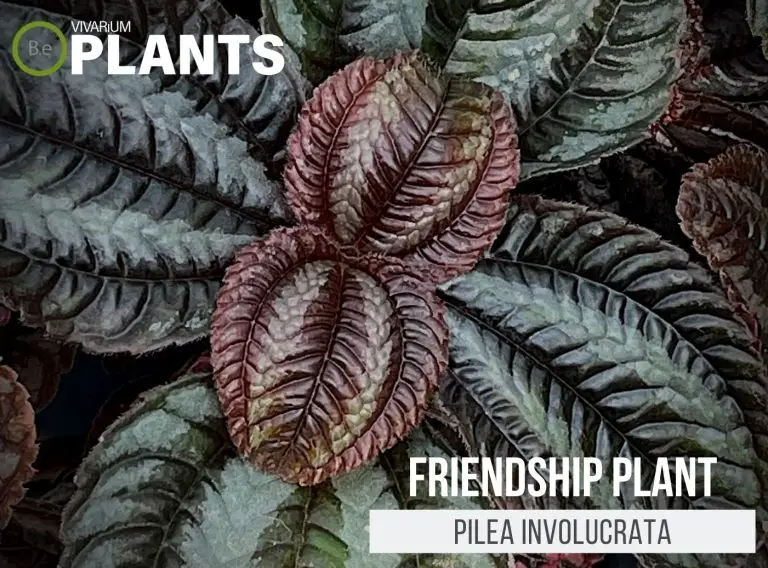 Pilea involucrata "Friendship Plant" Care Guide | Terrarium Plants