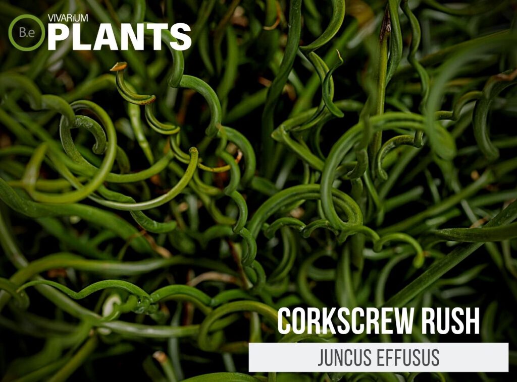 The Juncus Effusus Spiralis "Corkscrew Rush" Care Guide