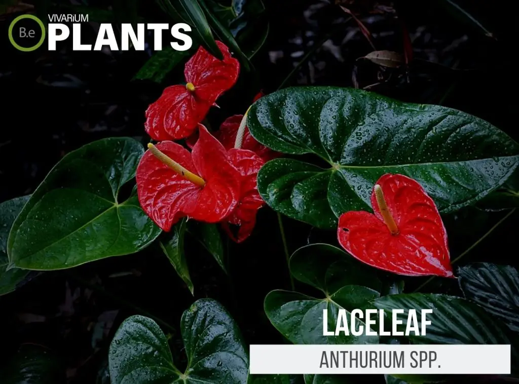 Anthurium spp. "Laceleaf" Care Guide | Tropical Terrarium Plants