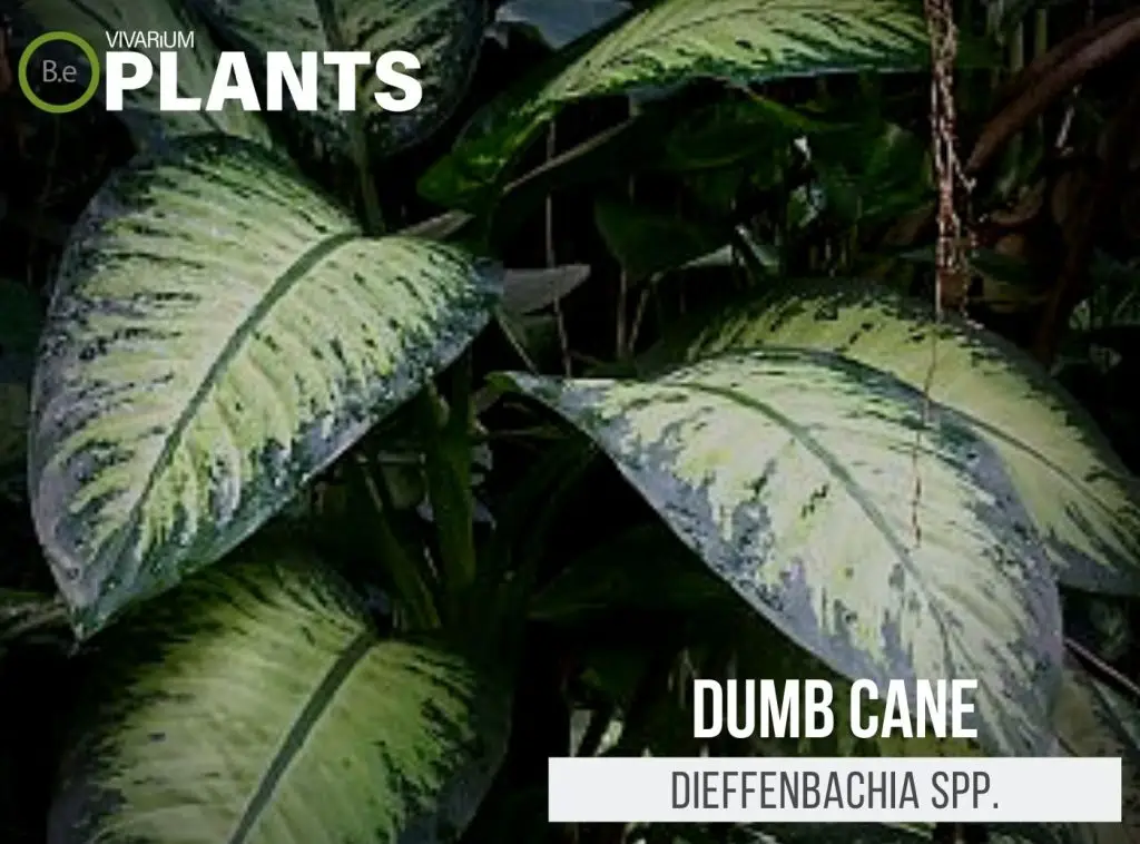 Dieffenbachia "Dumb Cane" Care Guide | Tropical Terrarium Plants