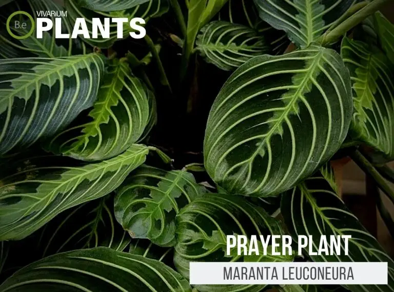Maranta leuconeura "Prayer Plant" Care Guide | Terrarium Plants