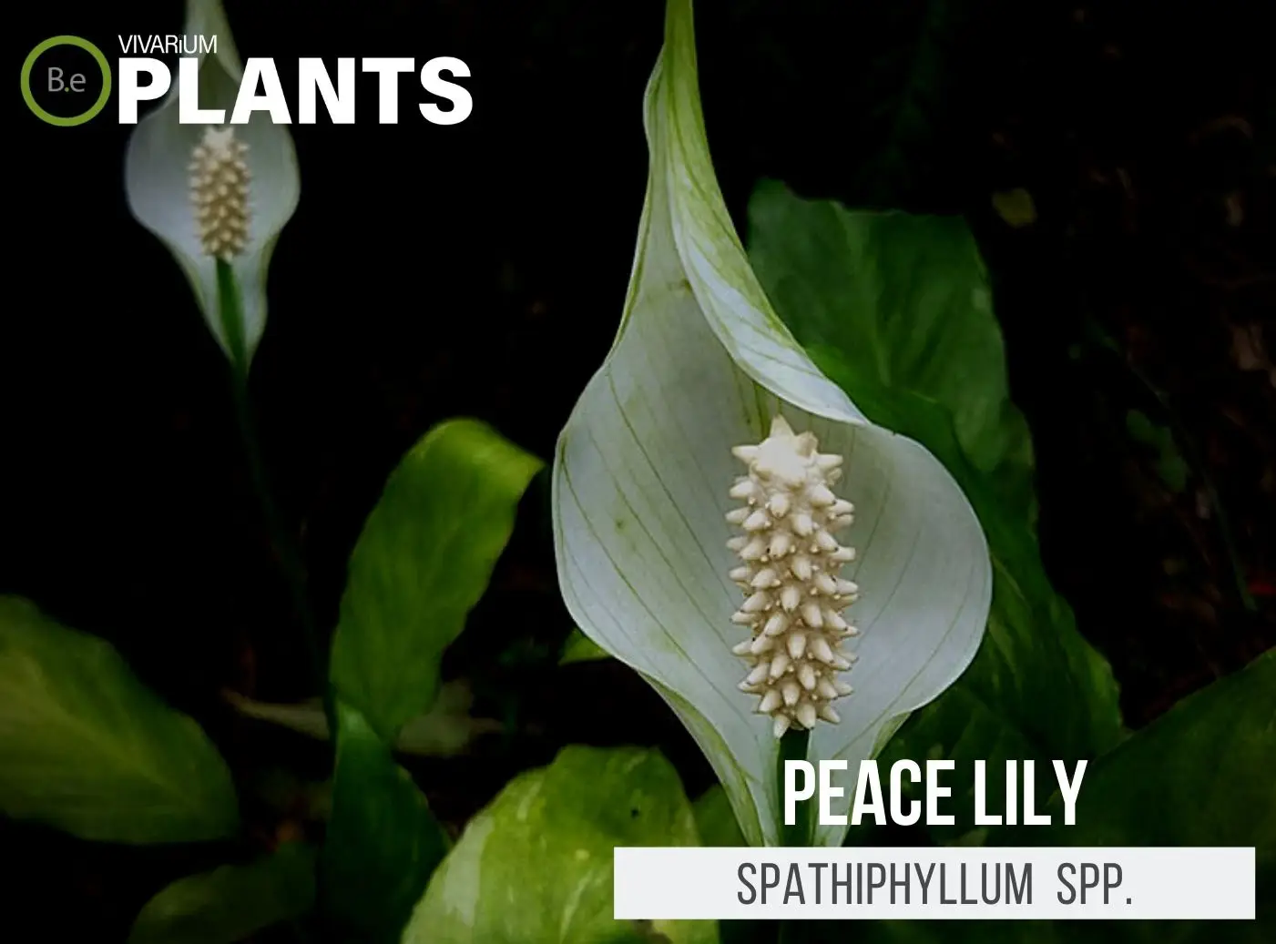 Spathiphyllum "Peace Lily" Care Guide | Tropical Terrarium Plants
