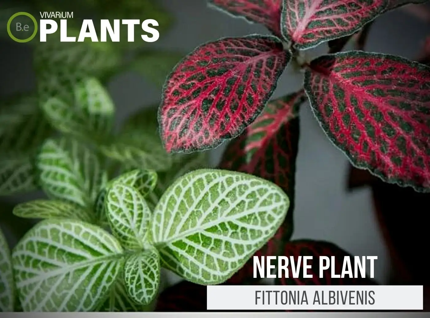 Fittonia albivenis "Nerve Plant" Care Guide | Tropical Terrarium Plants