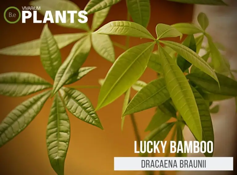 Dracaena braunii "Lucky Bamboo" Care Guide | Tropical Plants