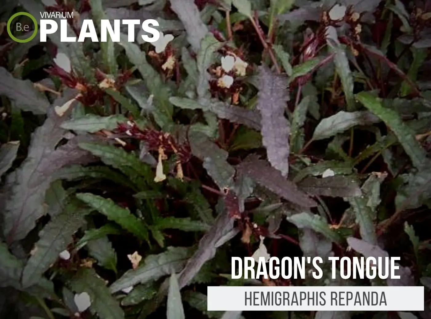 Hemigraphis repanda "Dragon's Tongue" Care Guide | Tropical Plants