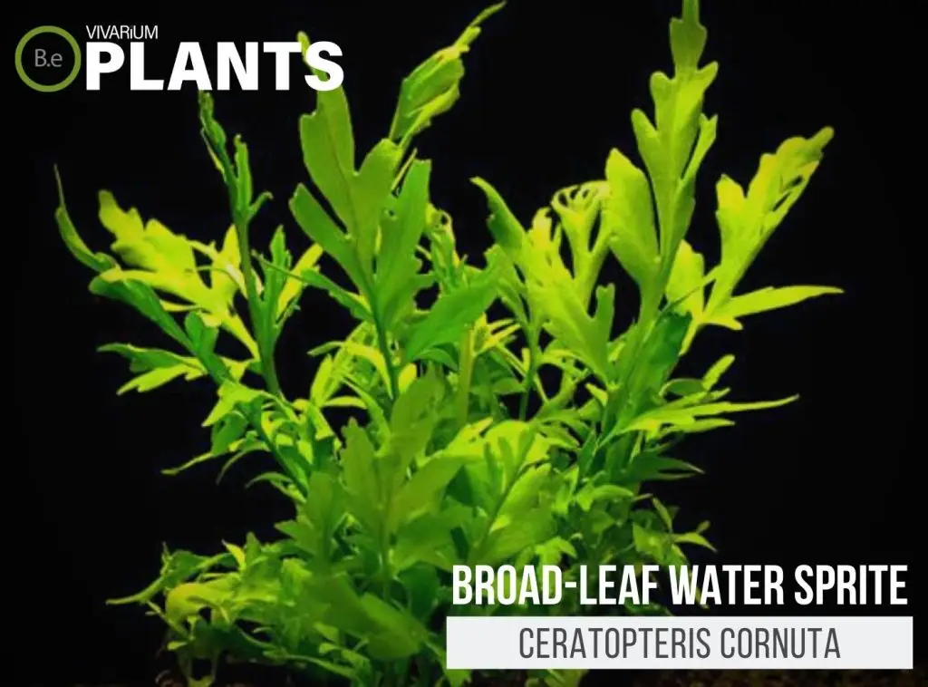 Ceratopteris Cornuta "Broad Leaf Water Sprite" Care Guide